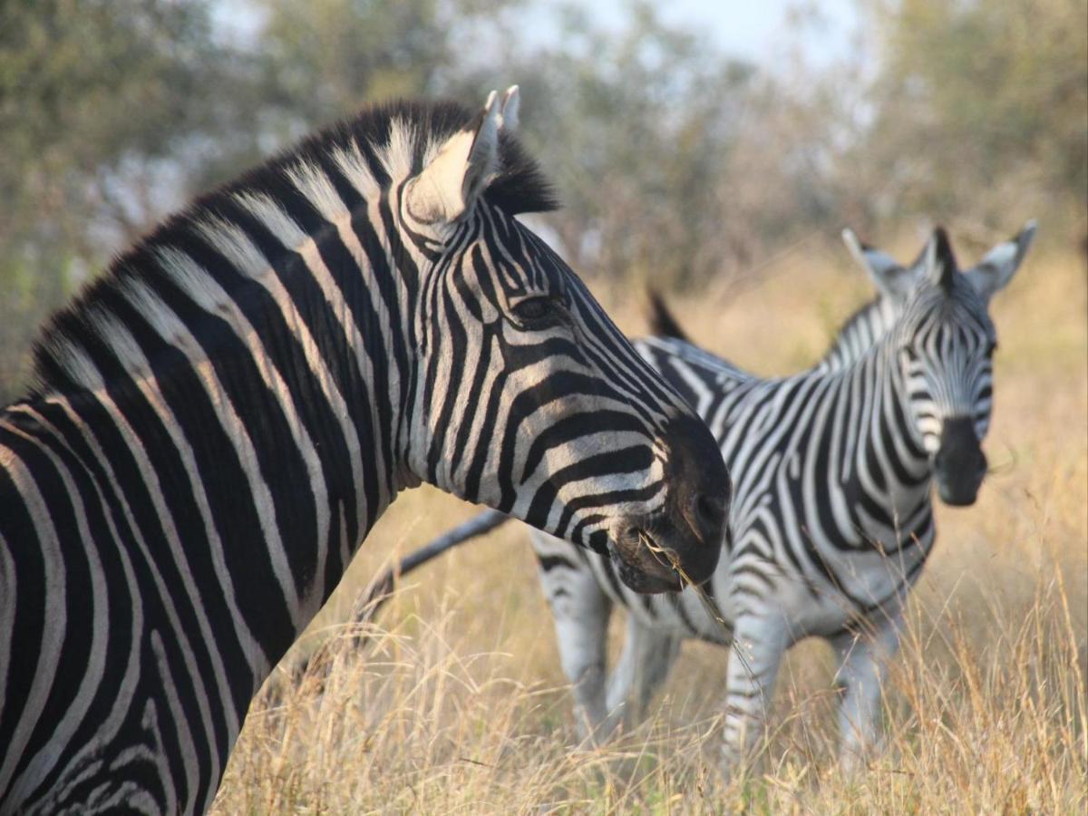 Masorini Bush Lodge & Safari Tents Phalaborwa Dış mekan fotoğraf
