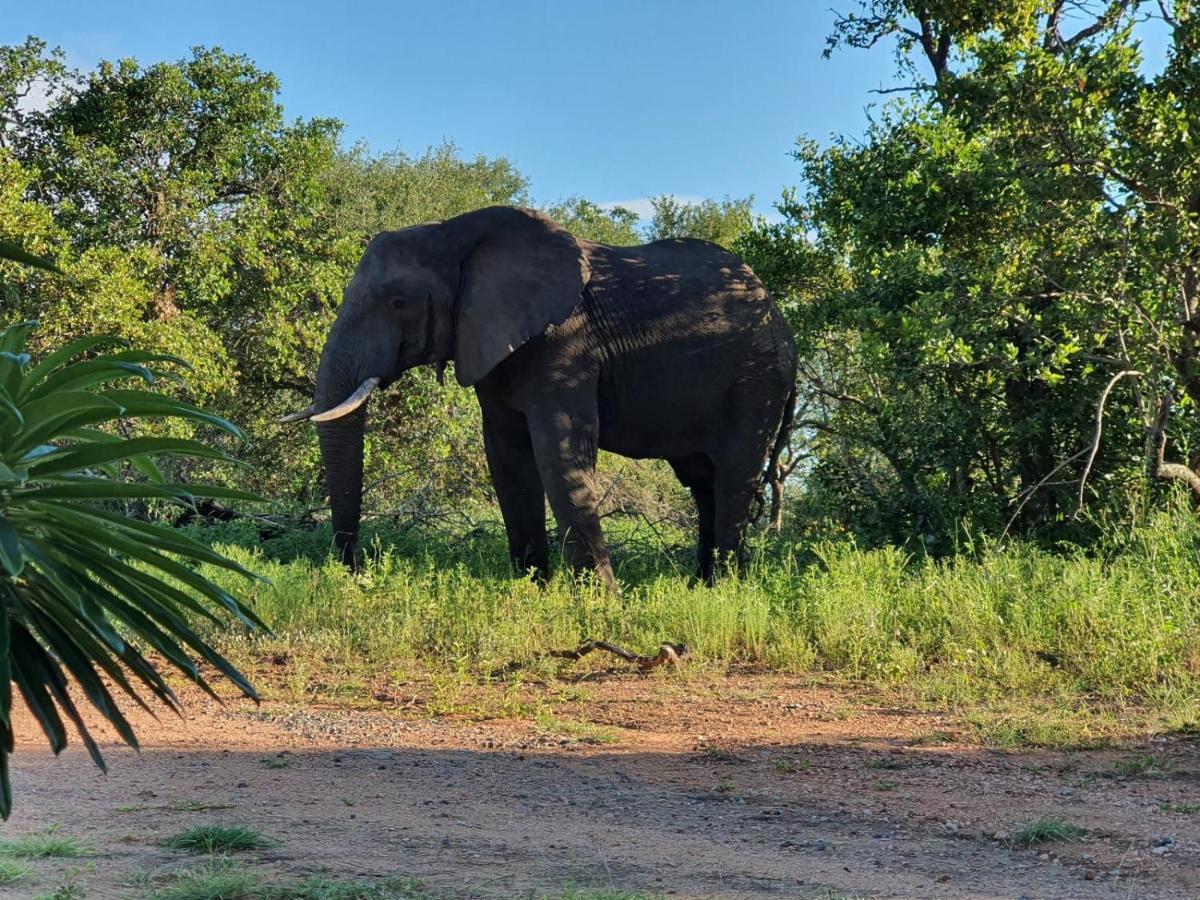Masorini Bush Lodge & Safari Tents Phalaborwa Dış mekan fotoğraf