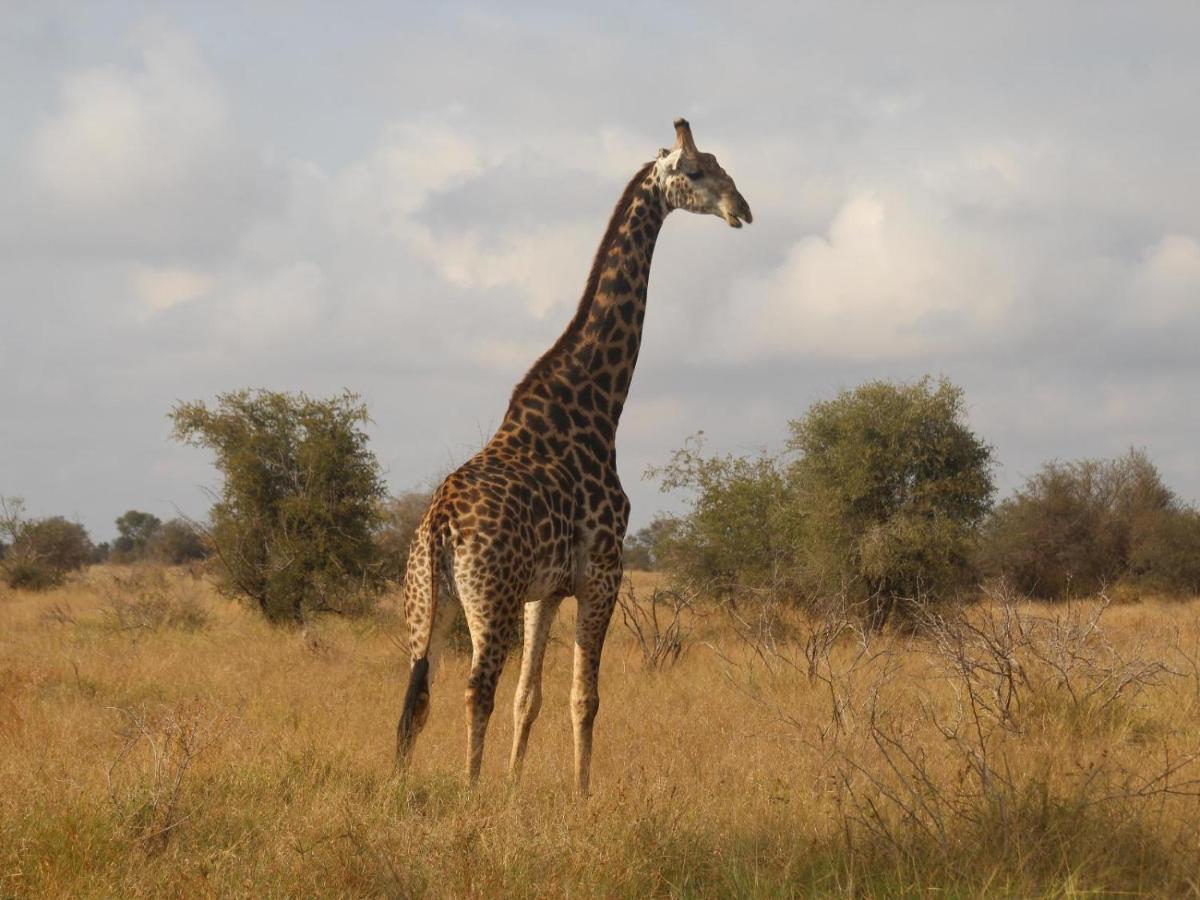 Masorini Bush Lodge & Safari Tents Phalaborwa Dış mekan fotoğraf
