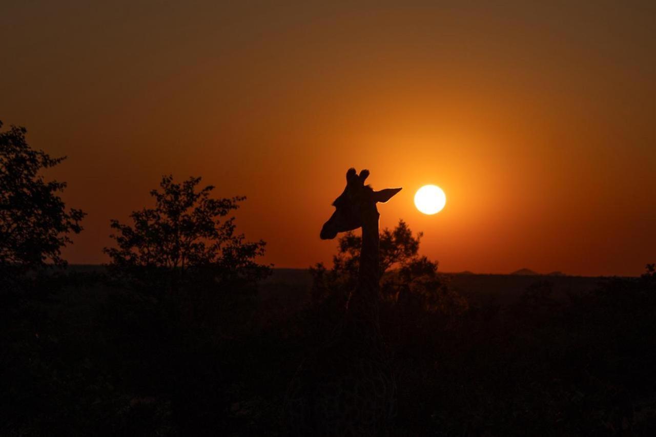 Masorini Bush Lodge & Safari Tents Phalaborwa Dış mekan fotoğraf