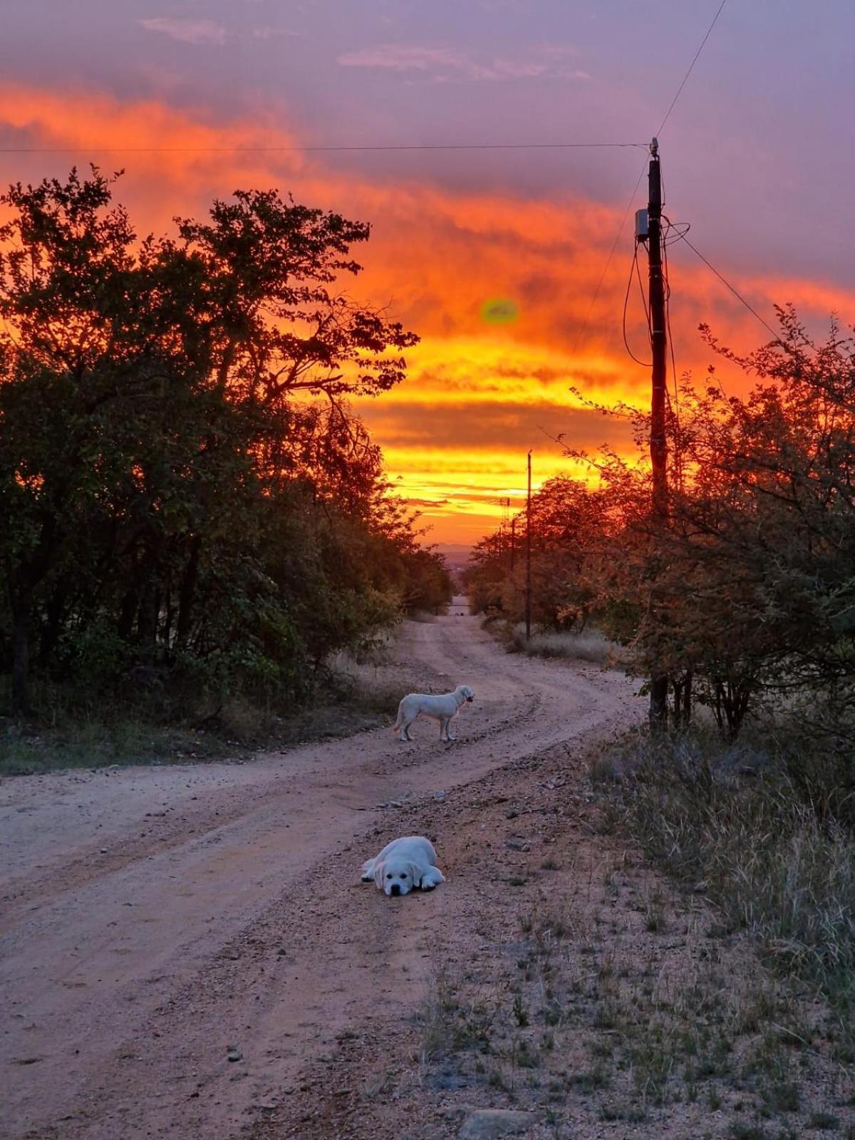 Masorini Bush Lodge & Safari Tents Phalaborwa Dış mekan fotoğraf